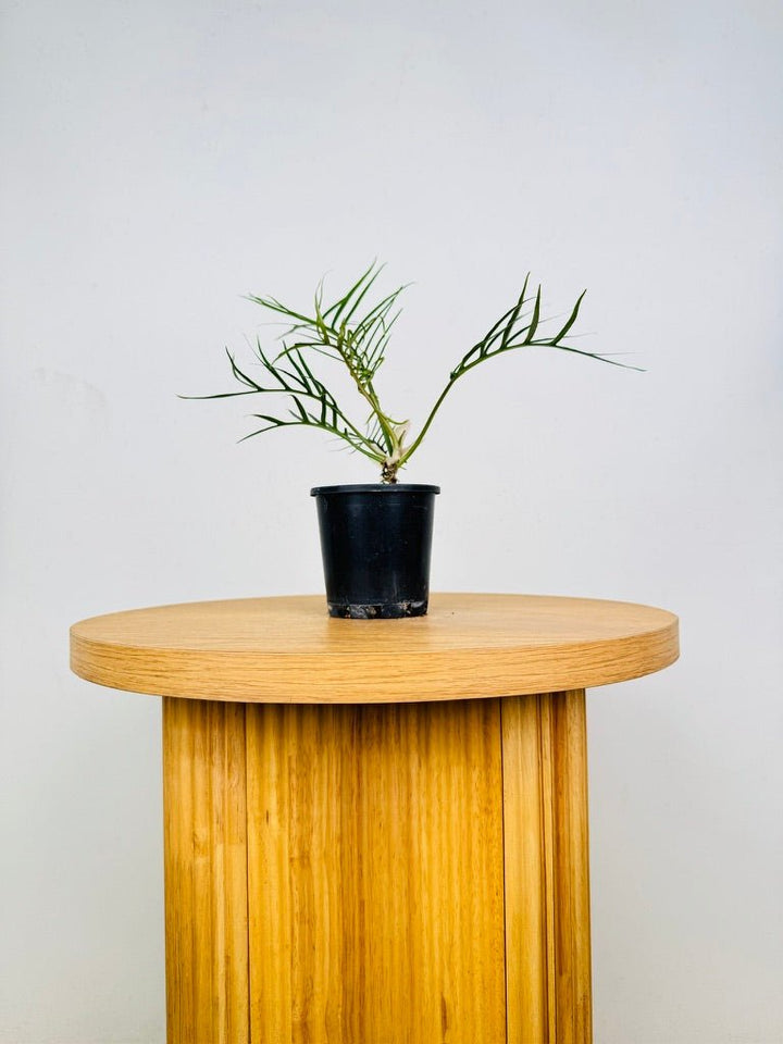 Philodendron Tortum | Uprooted