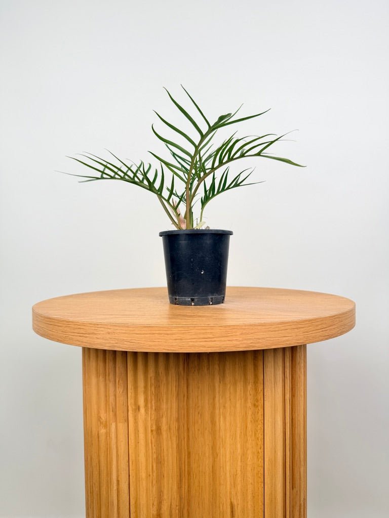 Philodendron Tortum | Uprooted