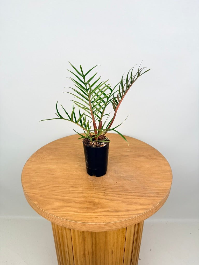 Philodendron Tortum | Uprooted