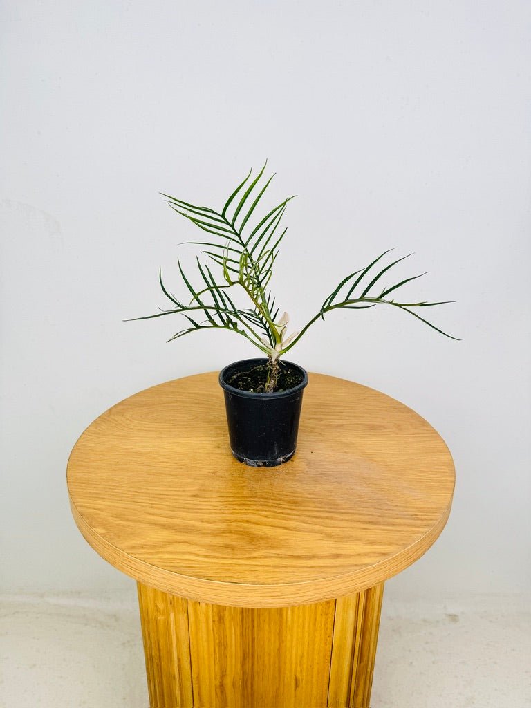 Philodendron Tortum | Uprooted