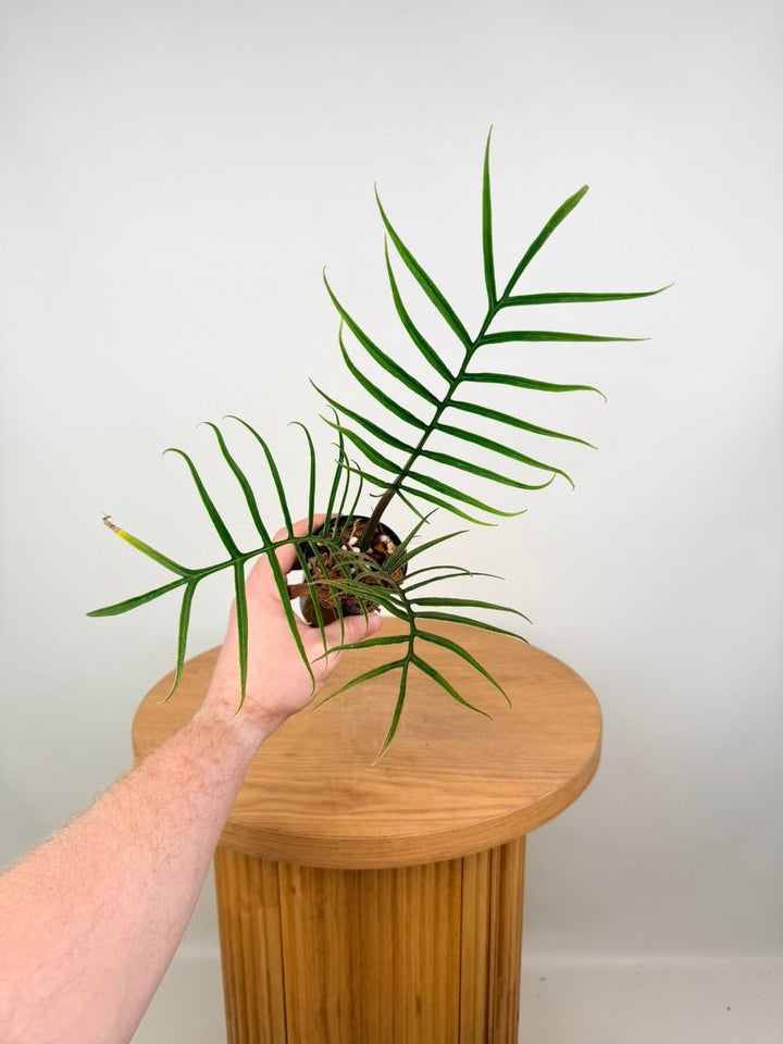 Philodendron Tortum | Uprooted
