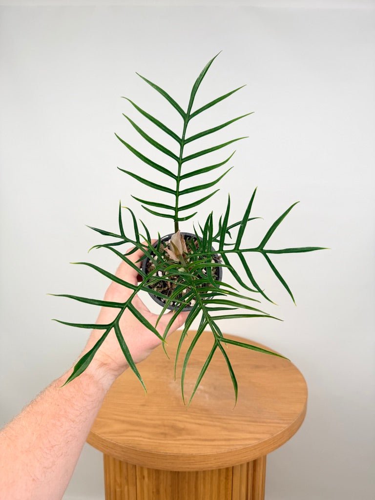 Philodendron Tortum | Uprooted