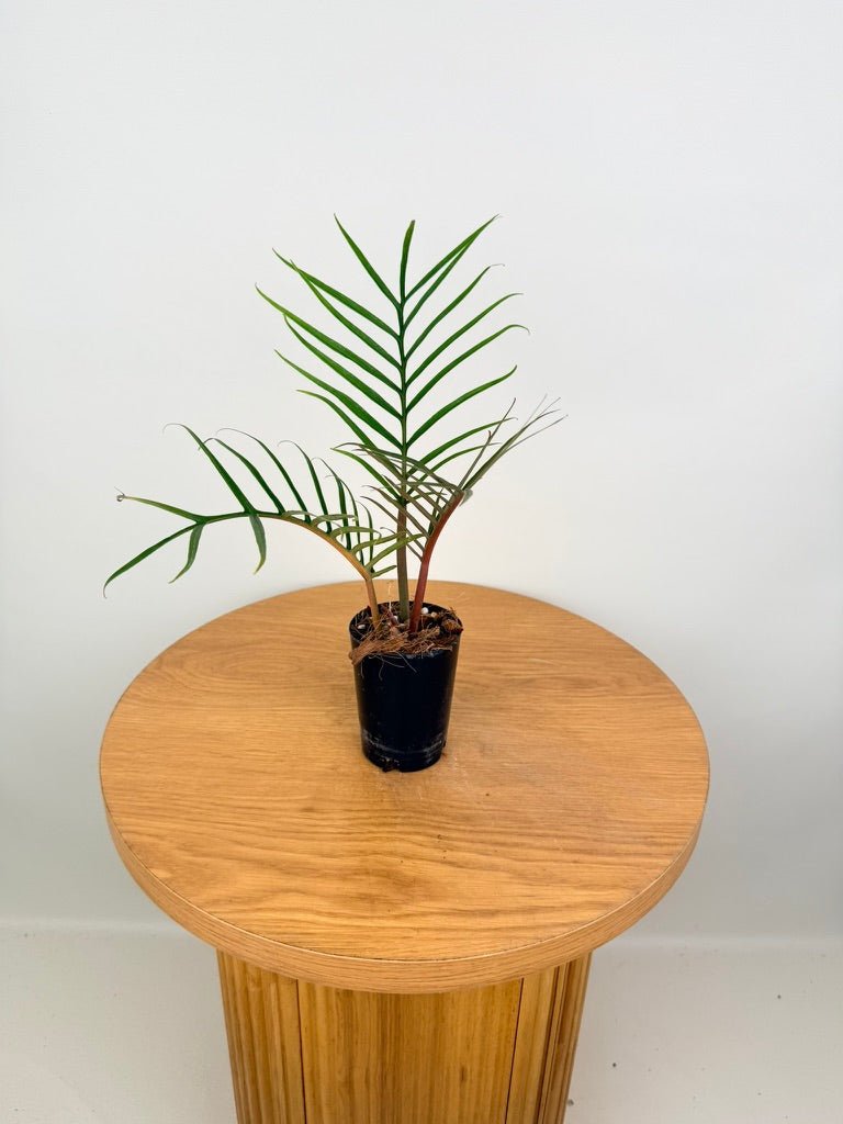 Philodendron Tortum | Uprooted