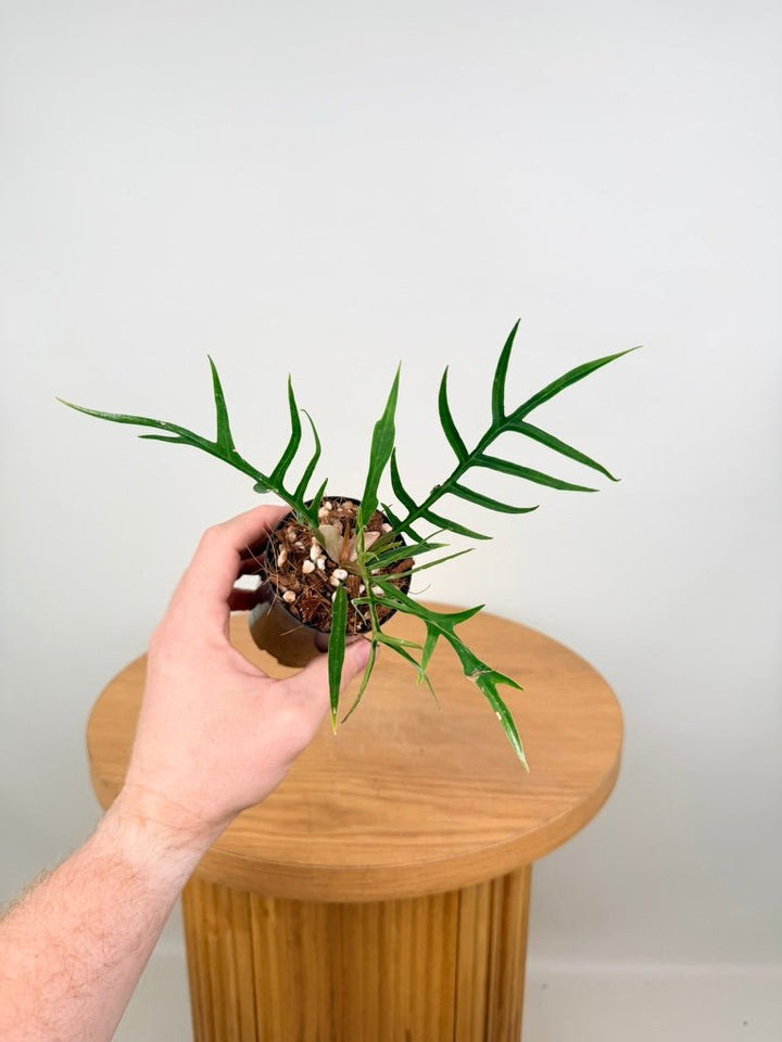 Philodendron Tortum | Uprooted