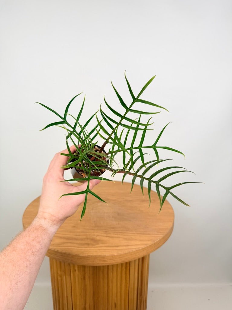 Philodendron Tortum | Uprooted