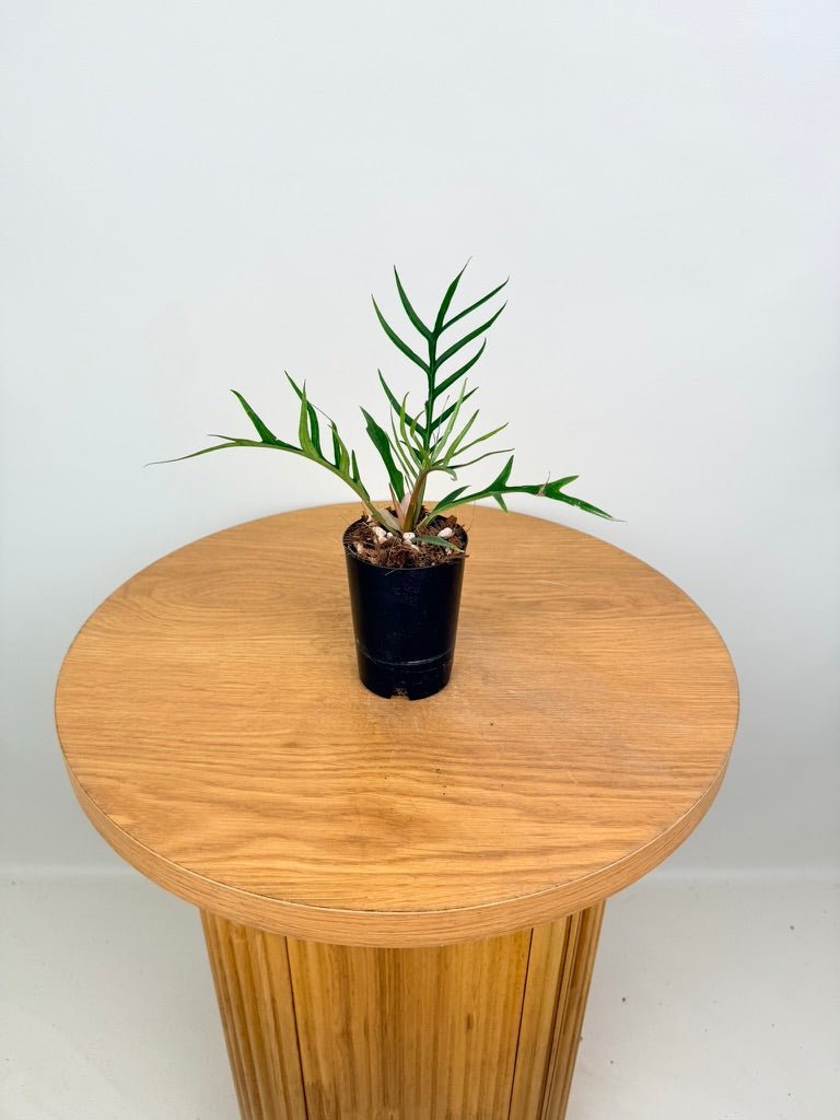 Philodendron Tortum | Uprooted