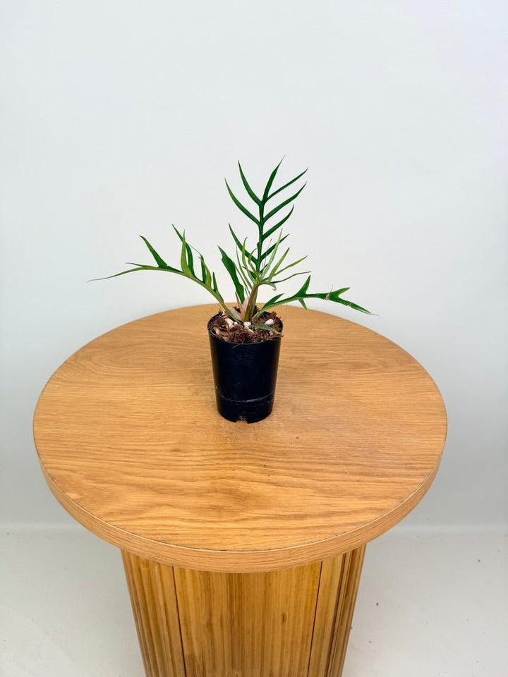 Philodendron Tortum | Uprooted