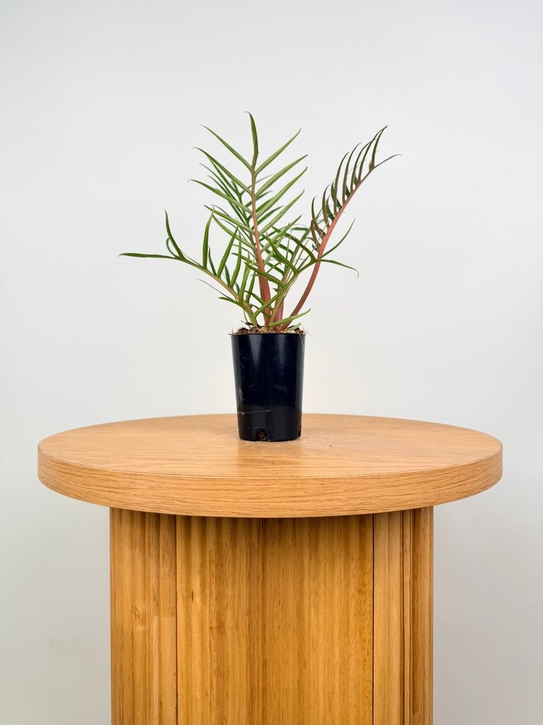 Philodendron Tortum | Uprooted