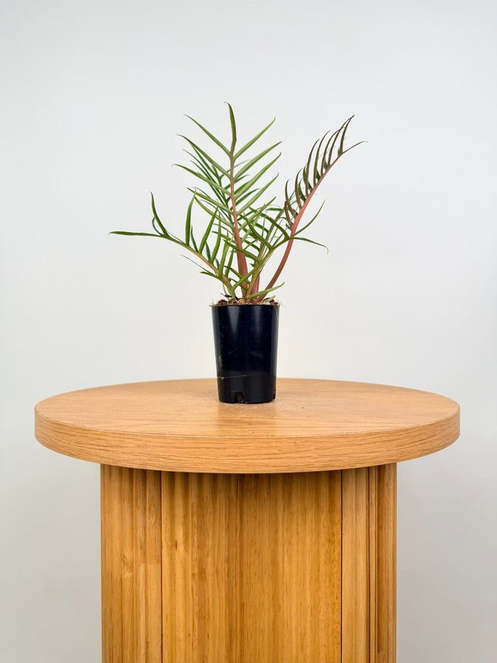 Philodendron Tortum | Uprooted