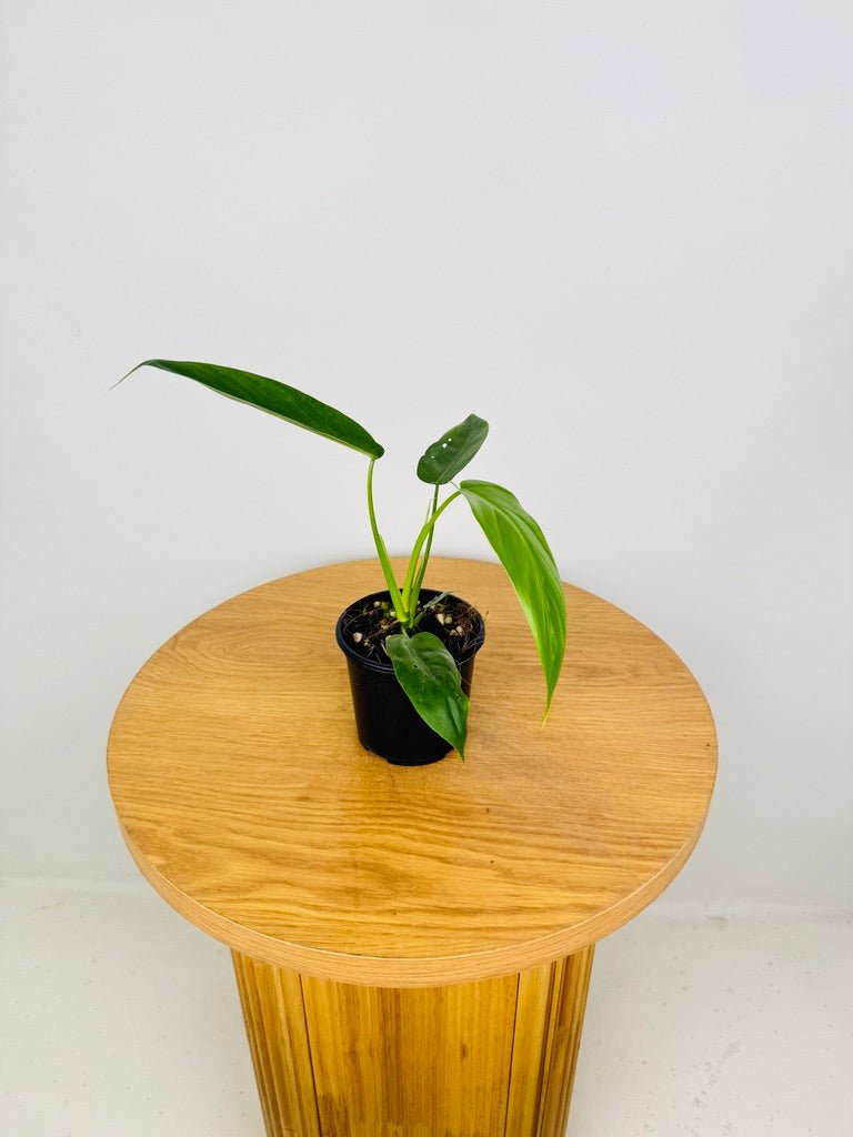 philodendron tripartitum for sale Philodendron Tripartitum | Uprooted