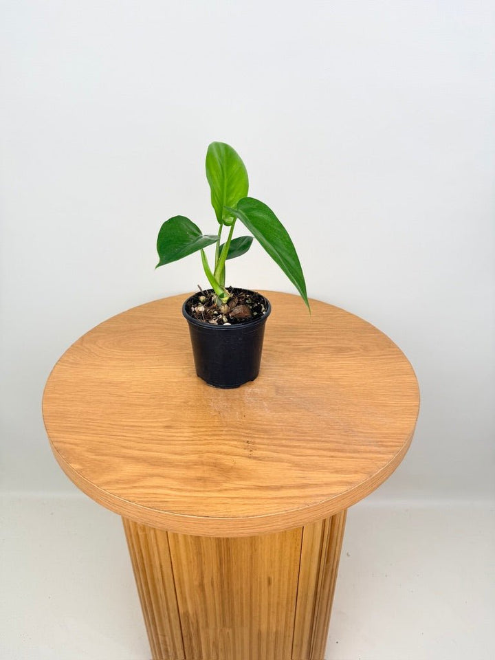 Philodendron Tripartitum | Uprooted