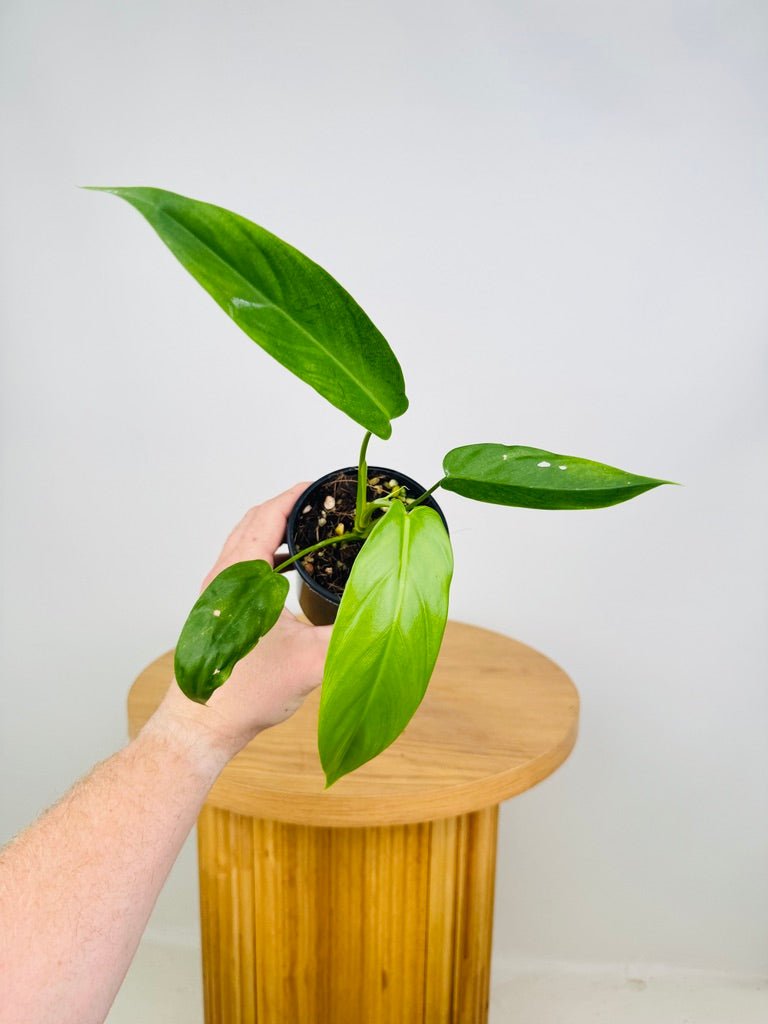 philodendron tripartitum care Philodendron Tripartitum | Uprooted