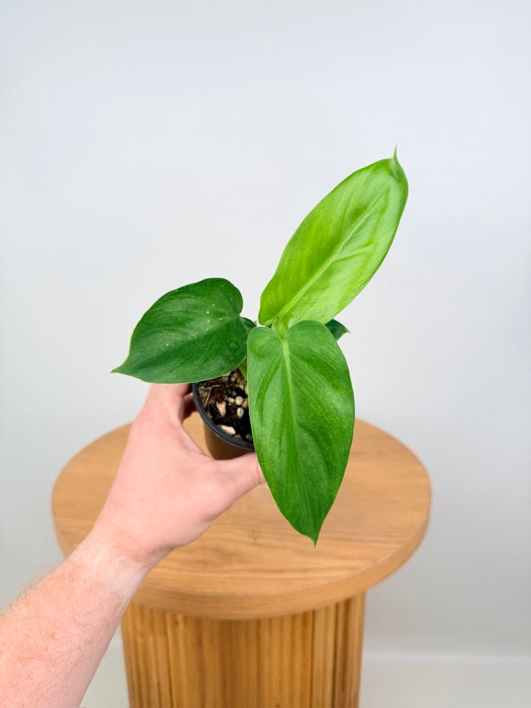 Philodendron Tripartitum | Uprooted