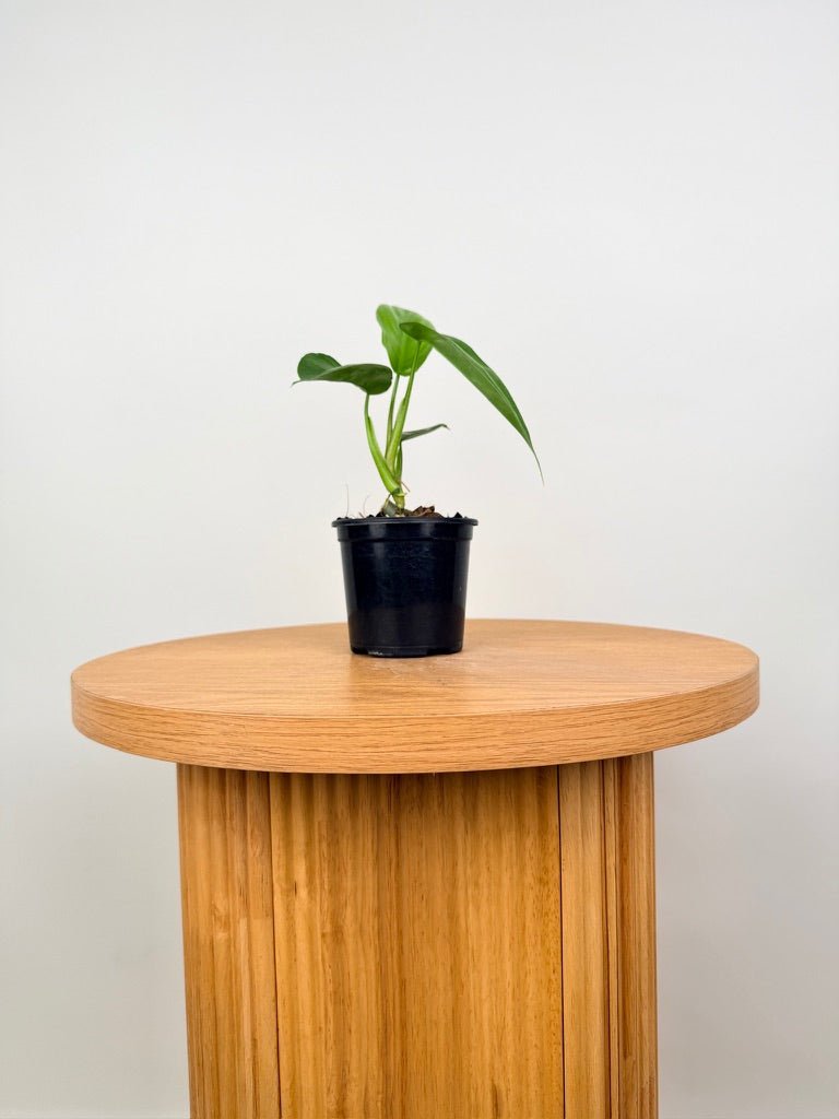 Philodendron Tripartitum | Uprooted