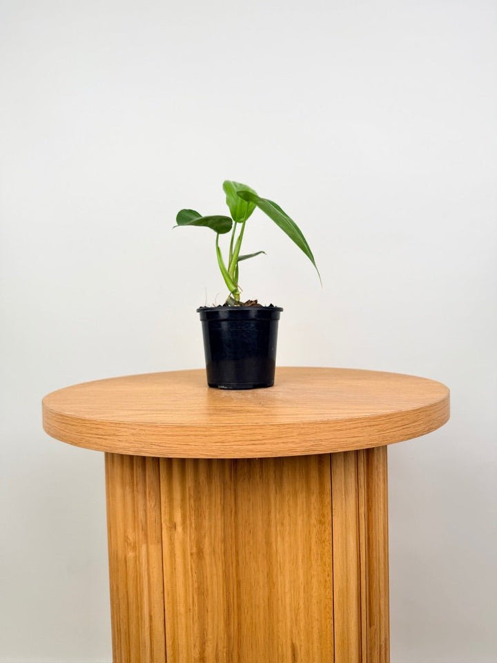 Philodendron Tripartitum | Uprooted