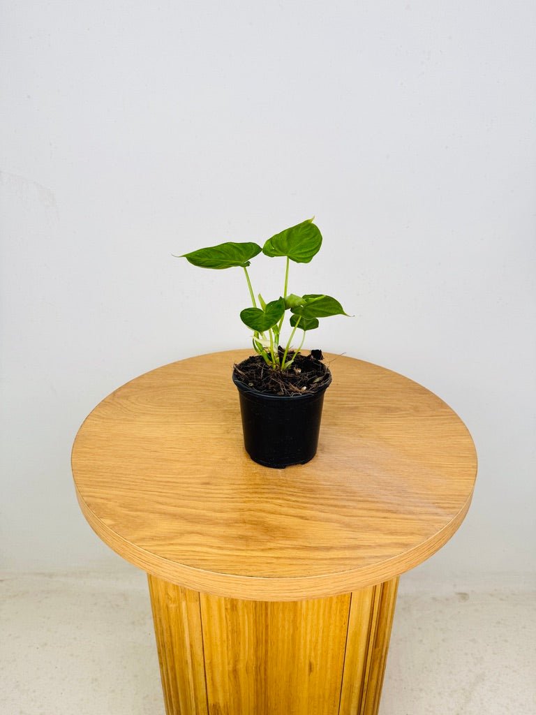 Philodendron Verrucosum | Uprooted