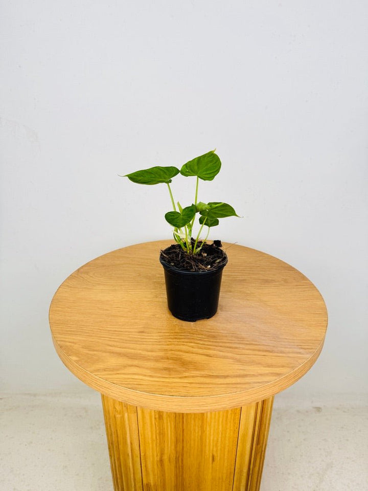 Philodendron Verrucosum | Uprooted