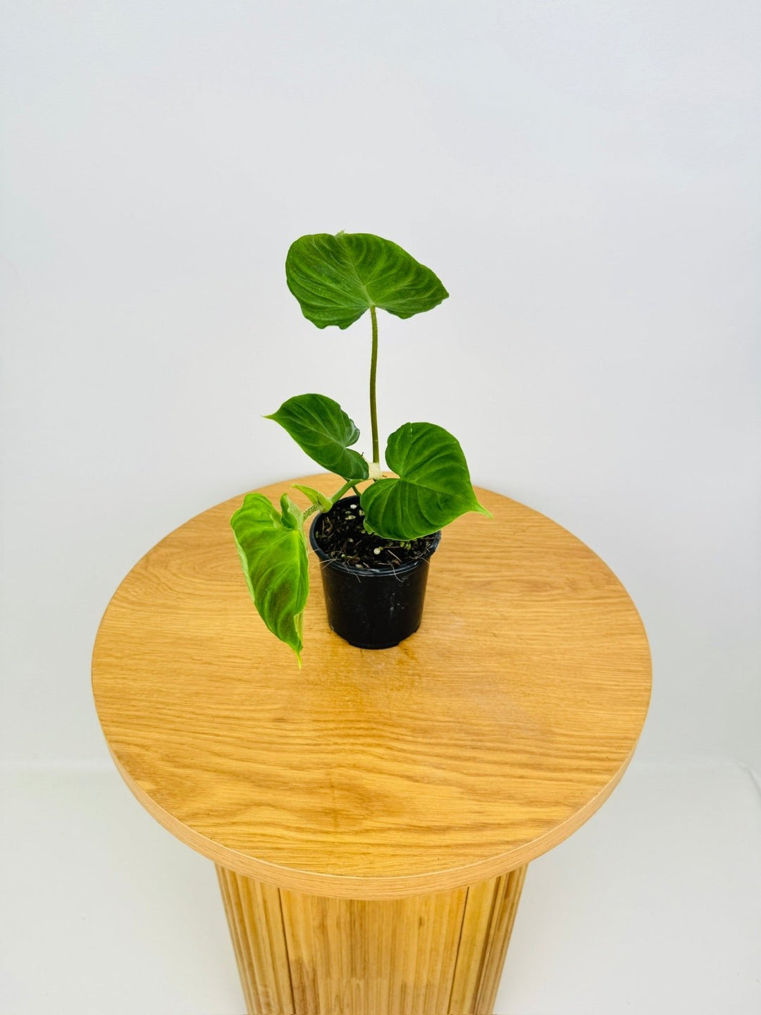 philodendron verrucosum yellow leaves Philodendron Verrucosum | Uprooted