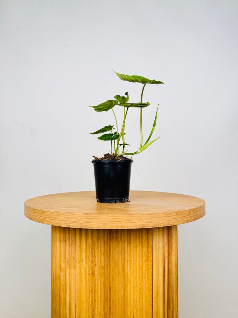 Philodendron Verrucosum | Uprooted