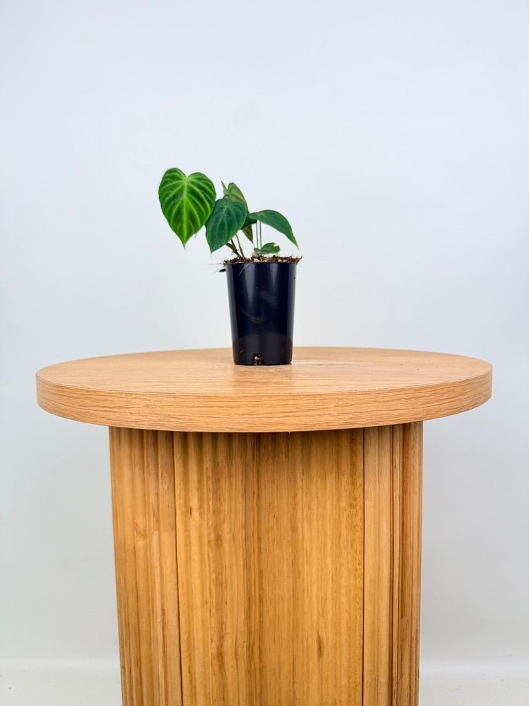 Philodendron Verrucosum | Uprooted