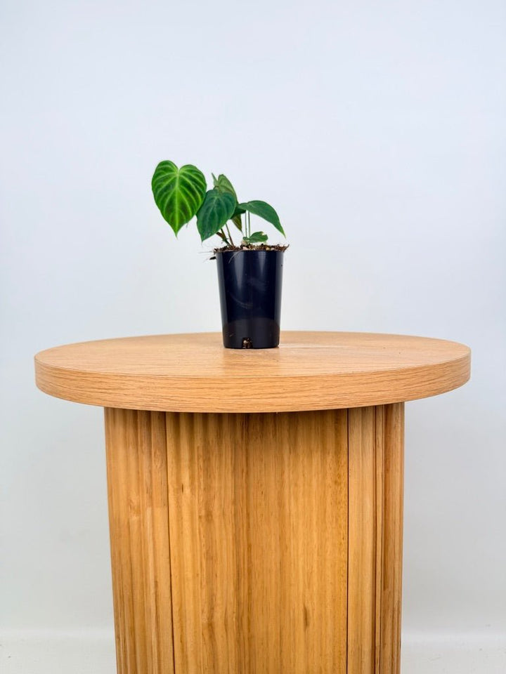 Philodendron Verrucosum | Uprooted