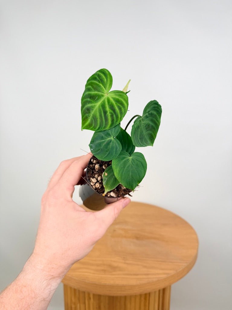 Philodendron Verrucosum | Uprooted