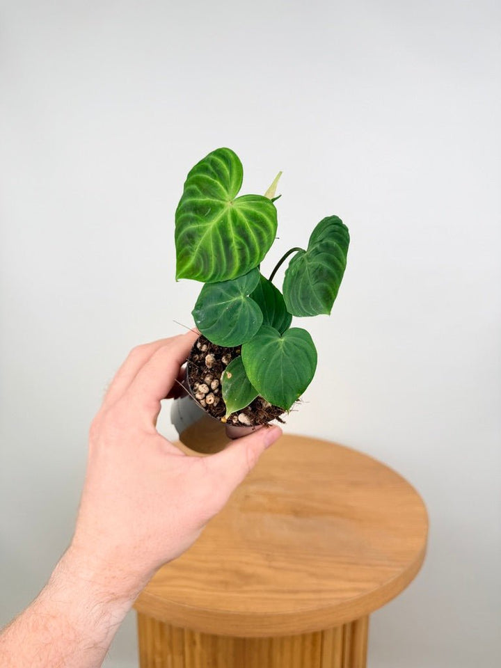 Philodendron Verrucosum | Uprooted