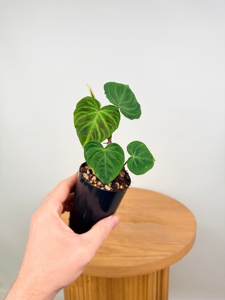 Philodendron Verrucosum | Uprooted
