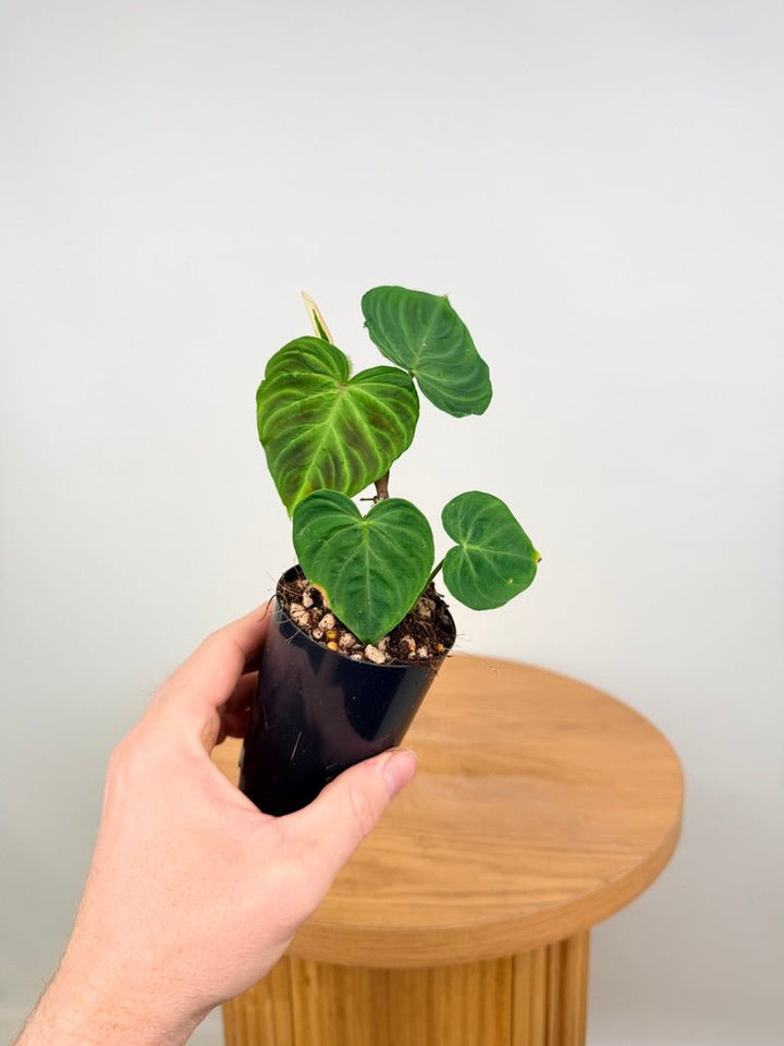 Philodendron Verrucosum | Uprooted