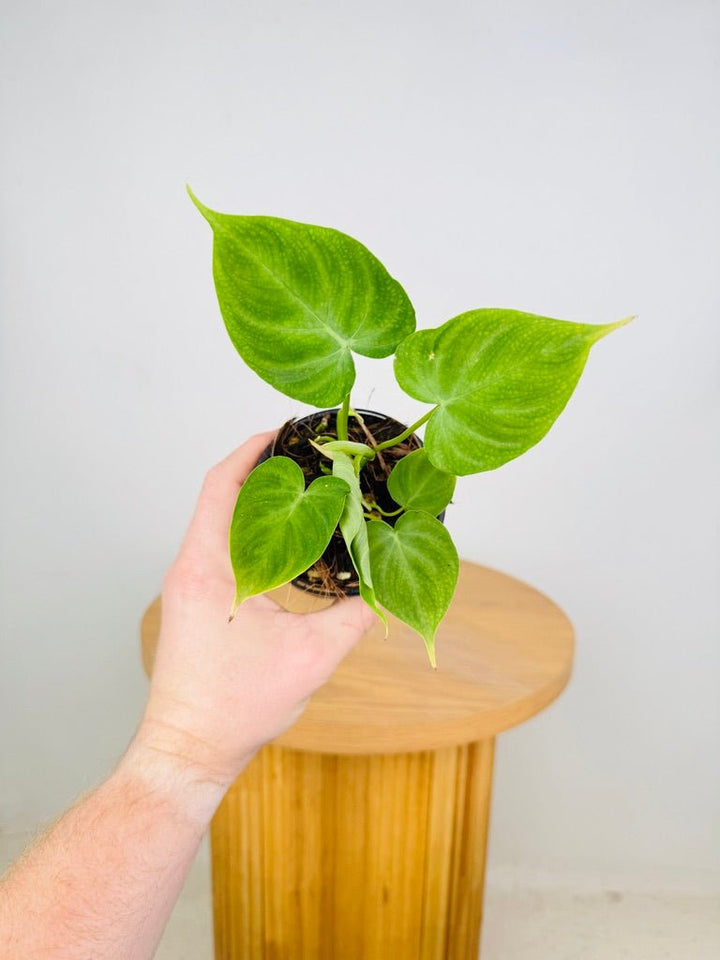 Philodendron Verrucosum | Uprooted