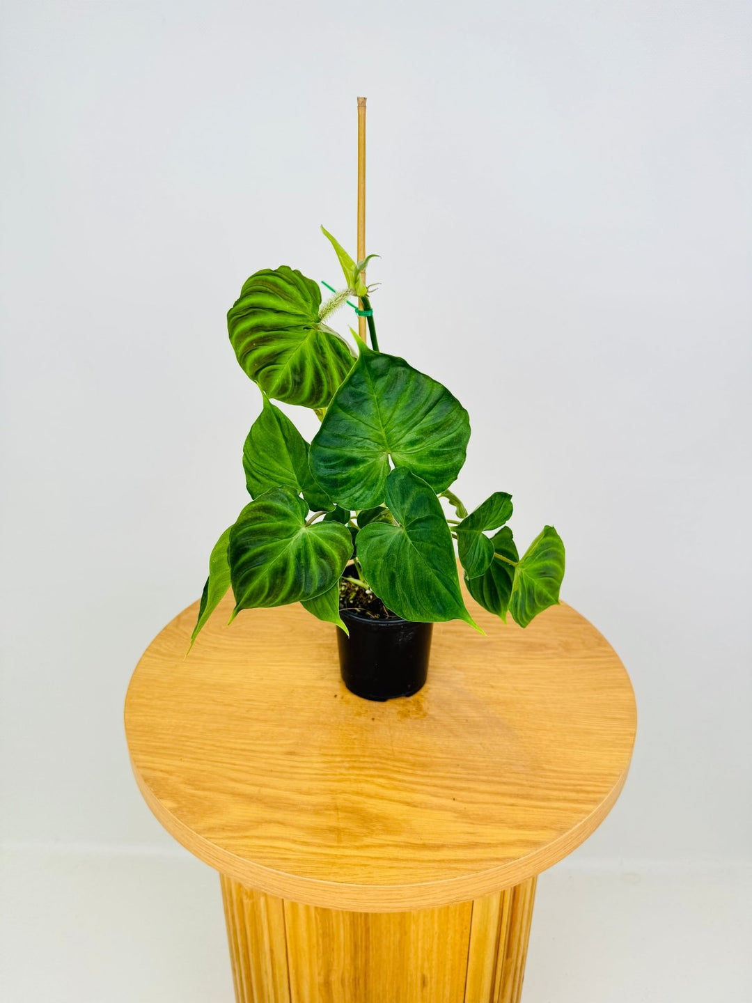 philodendron verrucosum for sale australia Philodendron Verrucosum | Uprooted