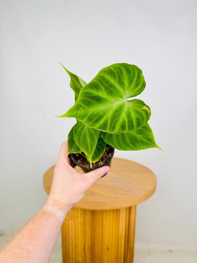 Philodendron Verrucosum | Uprooted