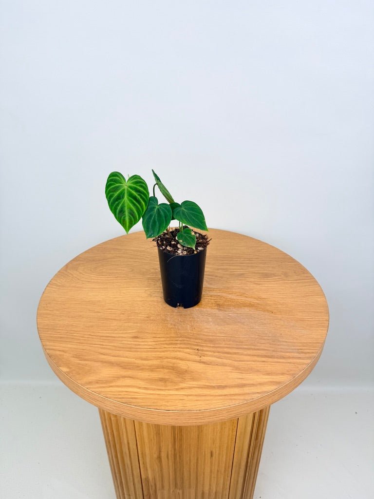 philodendron verrucosum for sale australia Philodendron Verrucosum | Uprooted