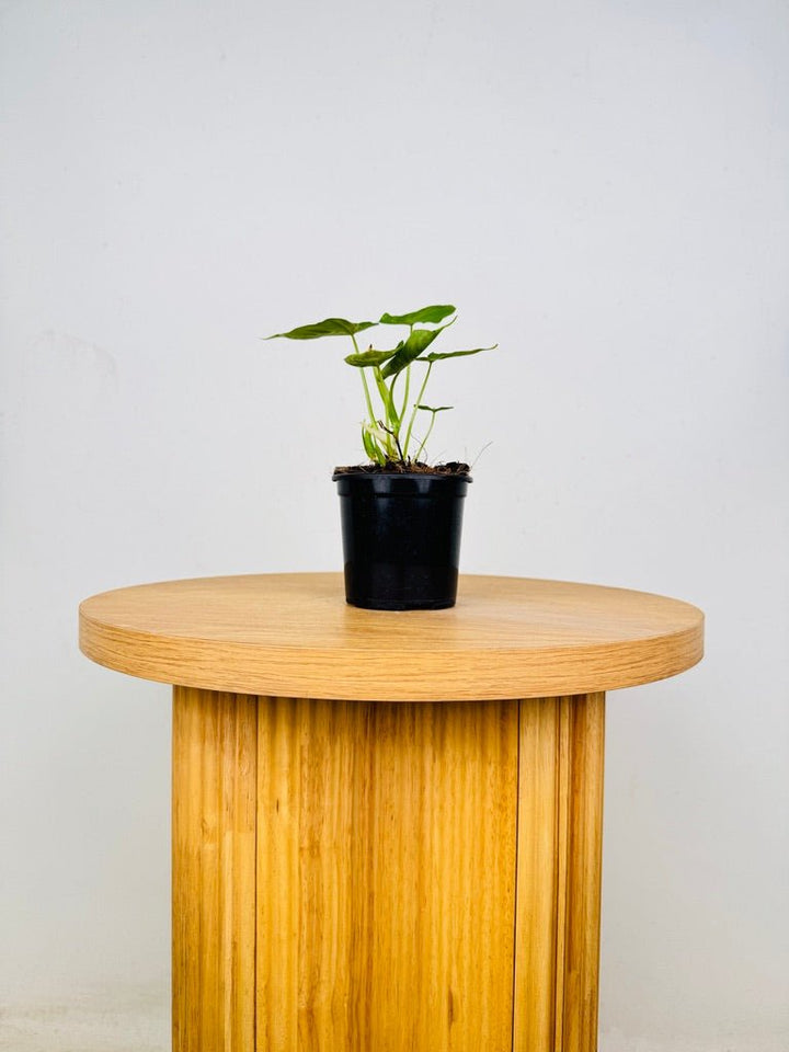 Philodendron Verrucosum | Uprooted