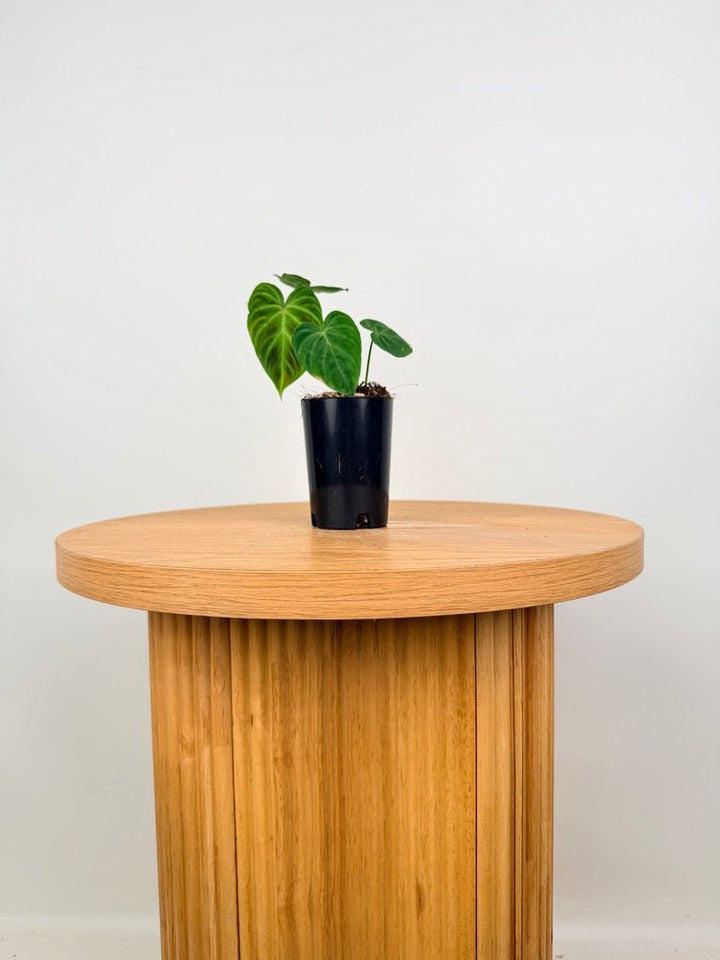 Philodendron Verrucosum | Uprooted