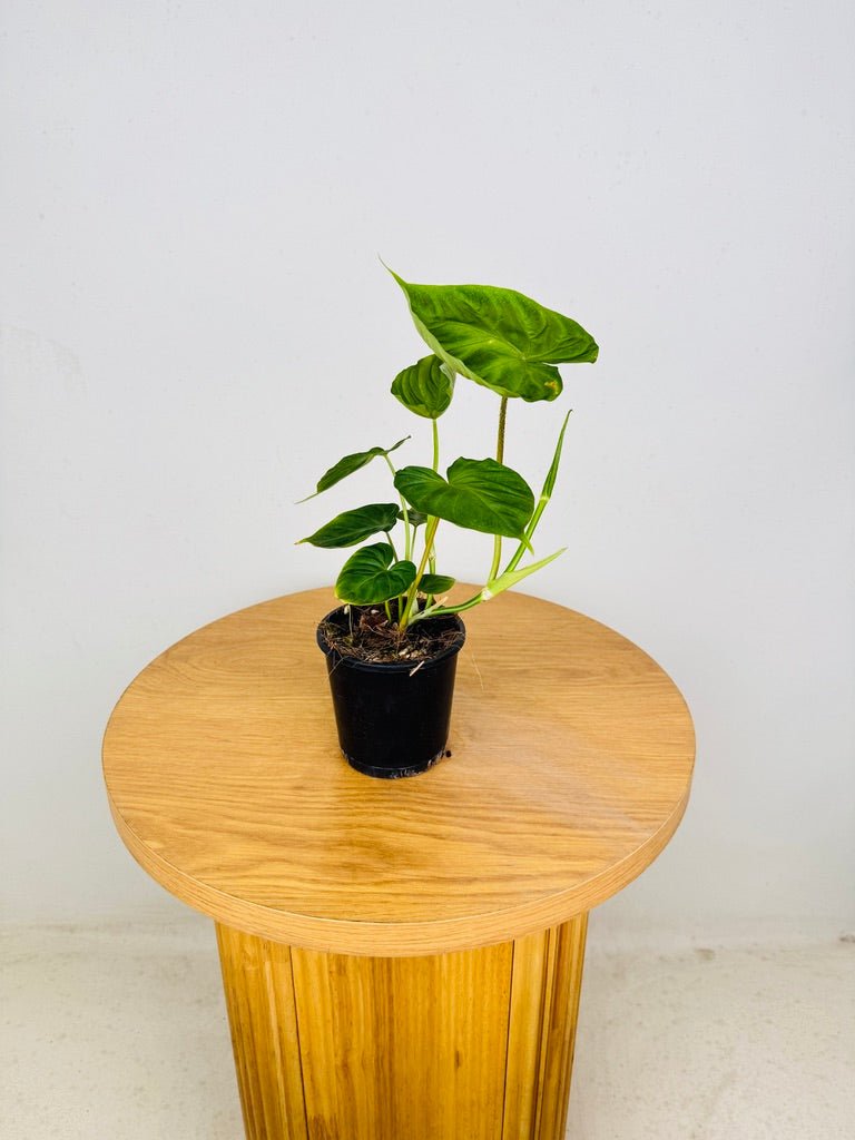 Philodendron Verrucosum | Uprooted