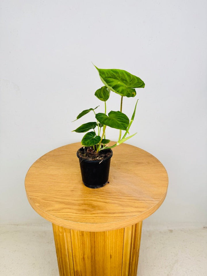 Philodendron Verrucosum | Uprooted