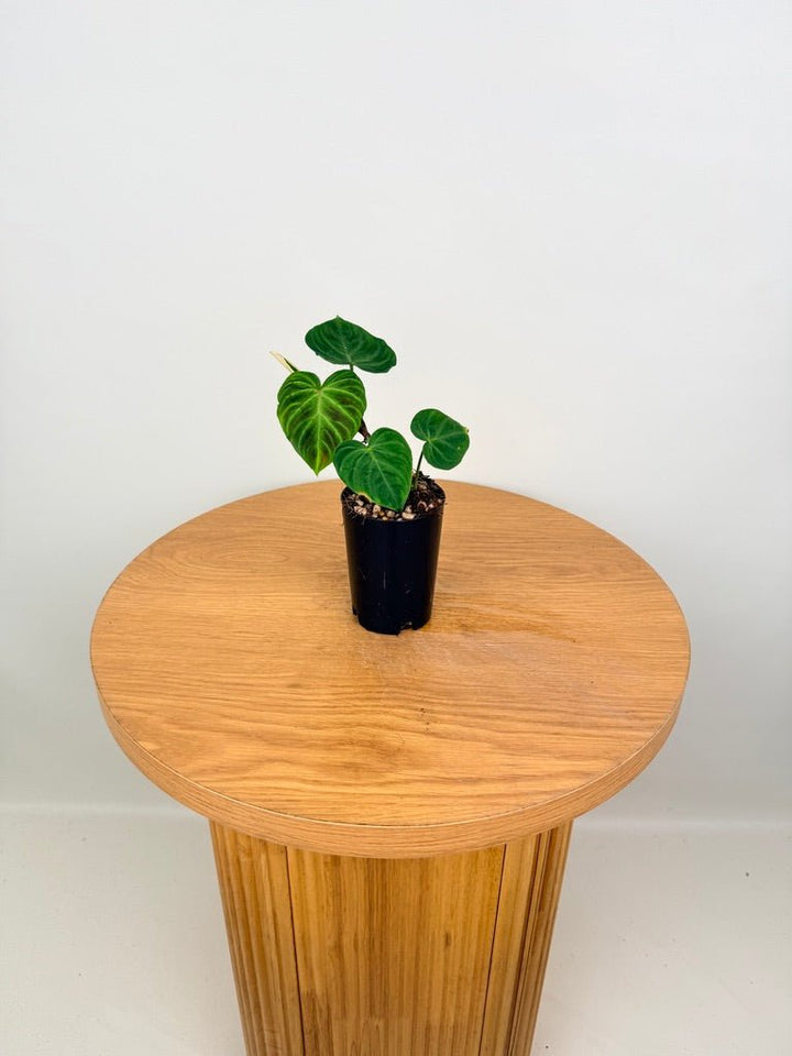 Philodendron Verrucosum | Uprooted