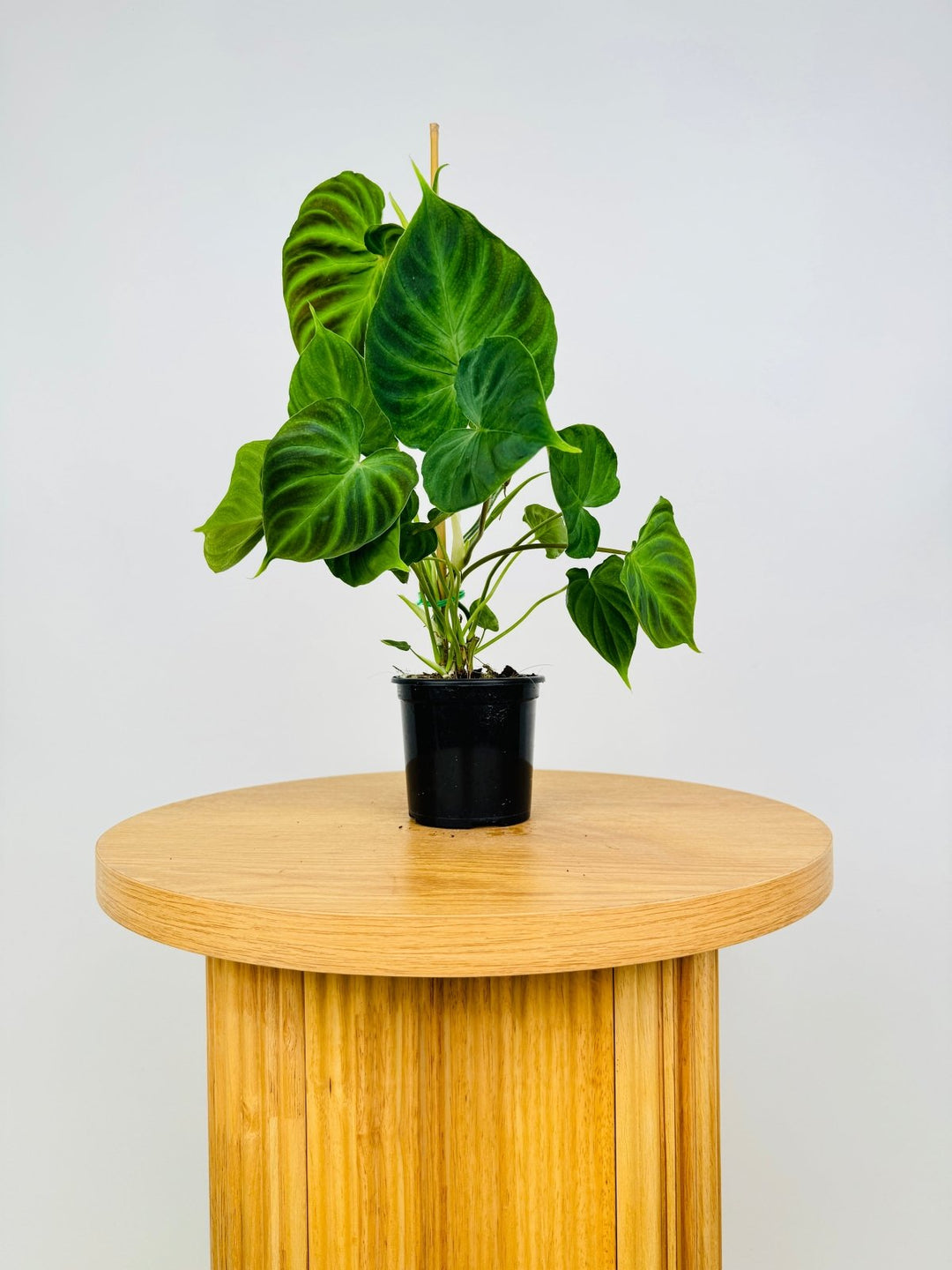 philodendron verrucosum australia Philodendron Verrucosum | Uprooted