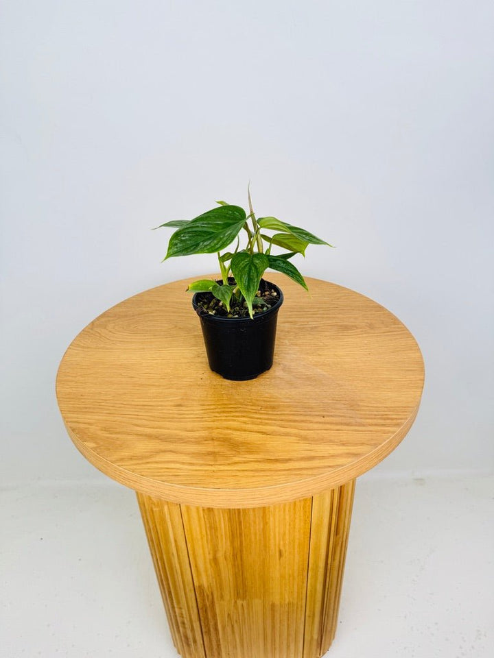 Philodendron Verrucosum X Sodiroi - Majestic | Uprooted