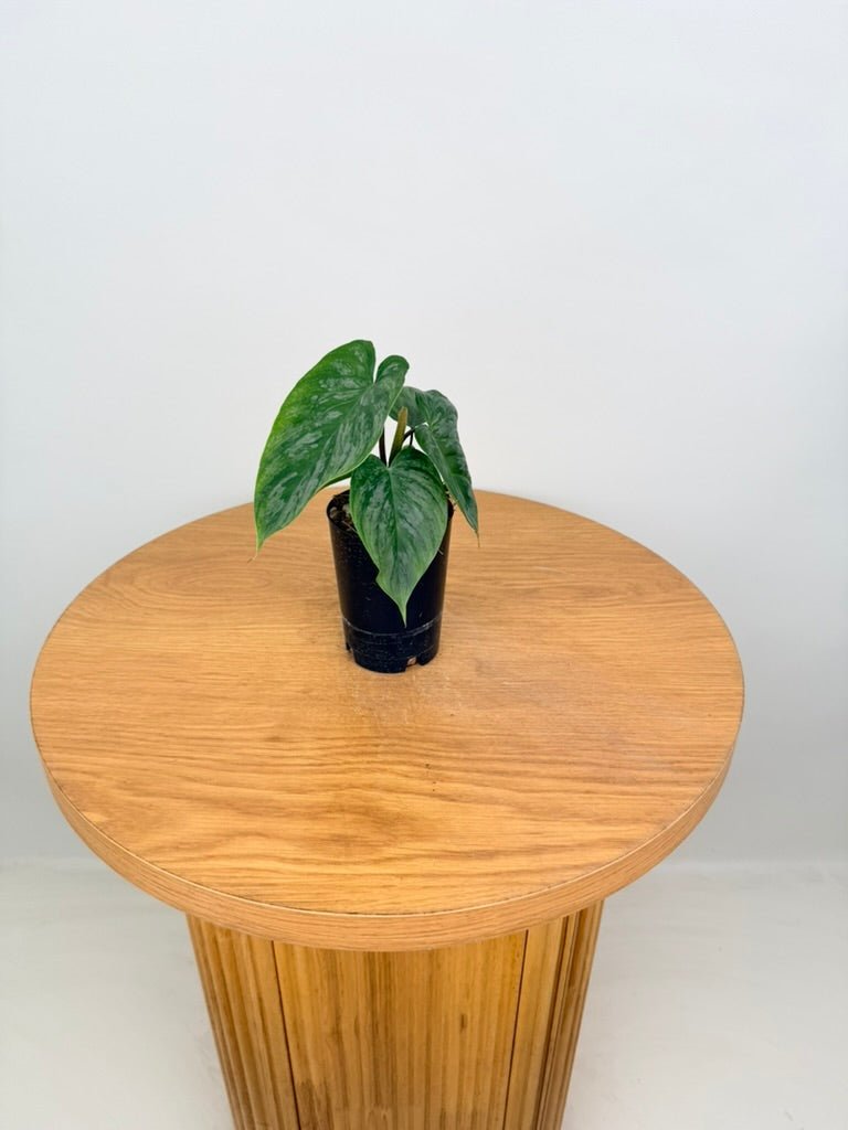 Philodendron Verrucosum X Sodiroi - Majestic | Uprooted