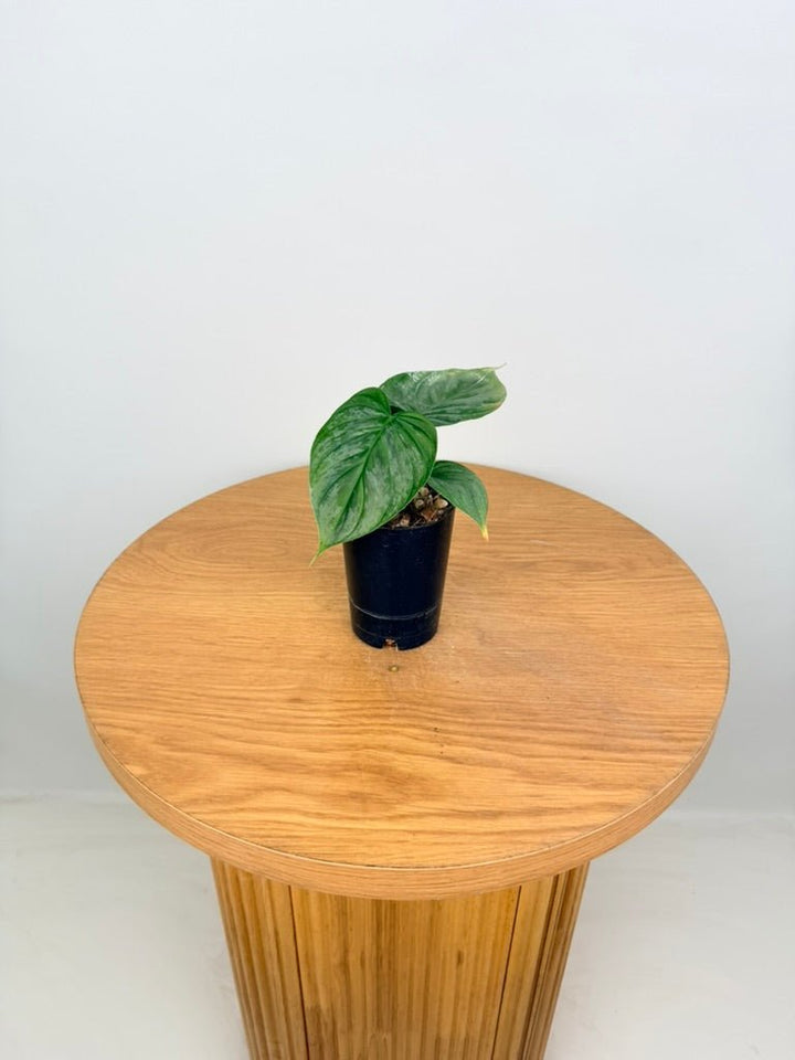 Philodendron Verrucosum X Sodiroi - Majestic | Uprooted