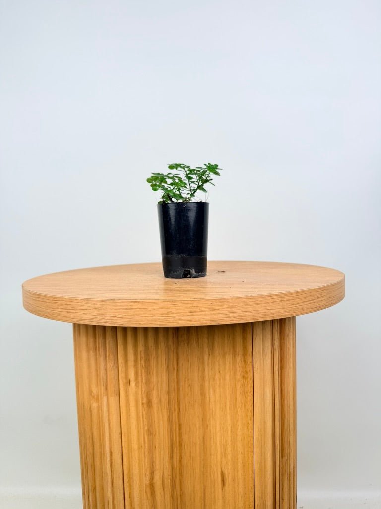 Pilea Emerald Isle | Uprooted
