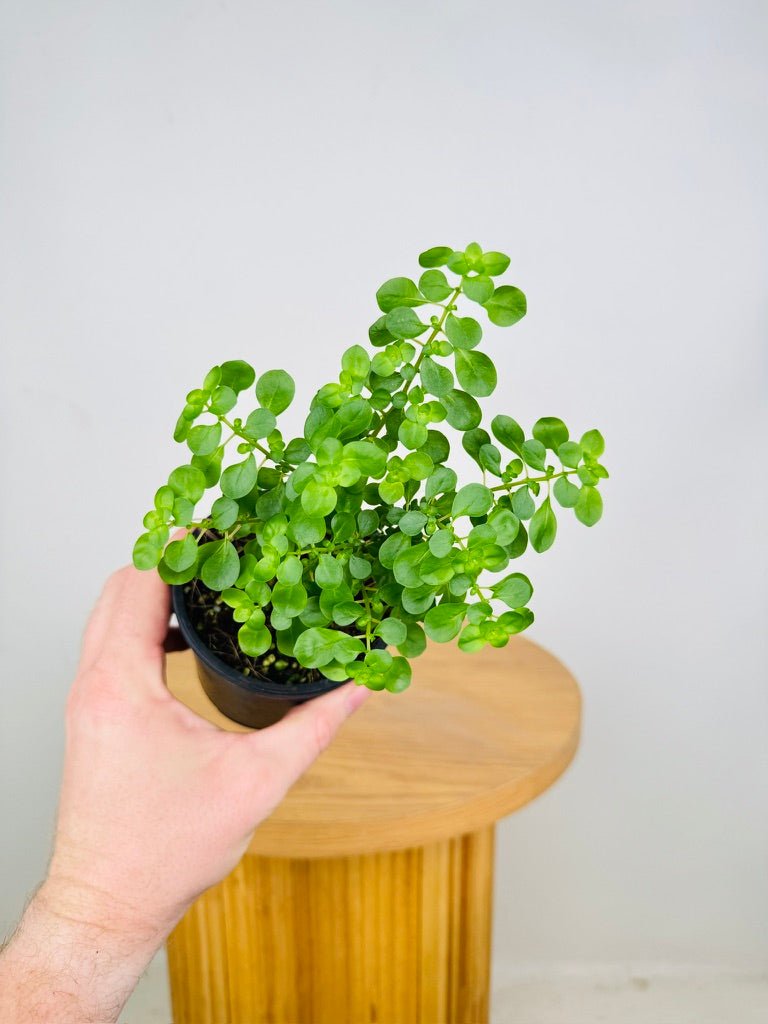 house plants online australia Pilea Emerald Isle | Uprooted