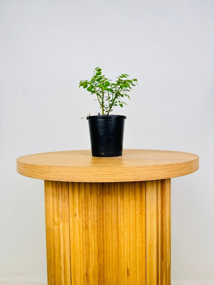 Pilea Emerald Isle | Uprooted