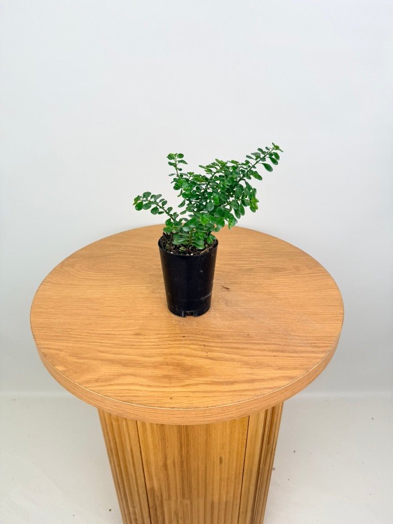 Pilea Emerald Isle | Uprooted
