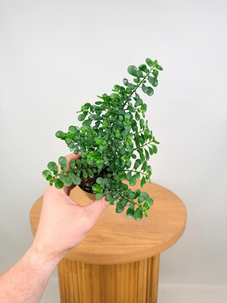 Pilea Emerald Isle | Uprooted