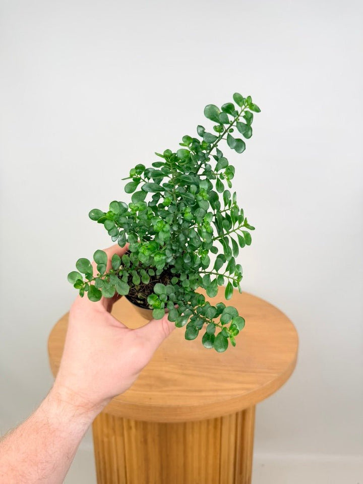 Pilea Emerald Isle | Uprooted