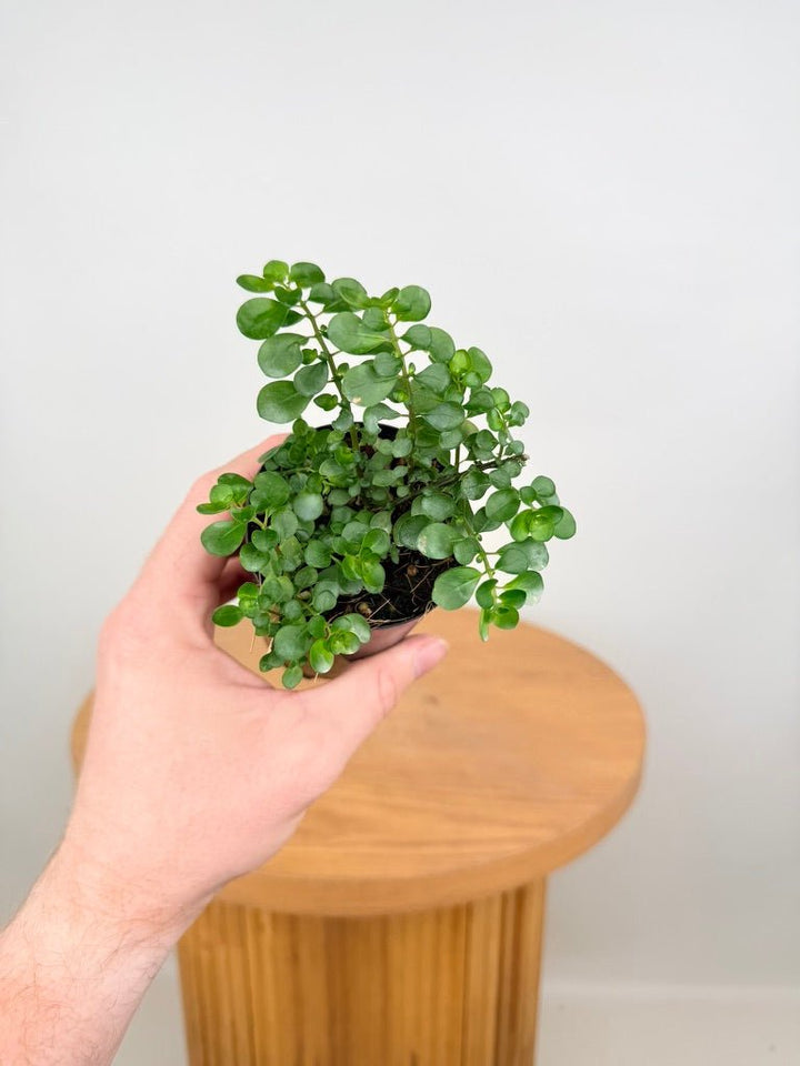 Pilea Emerald Isle | Uprooted