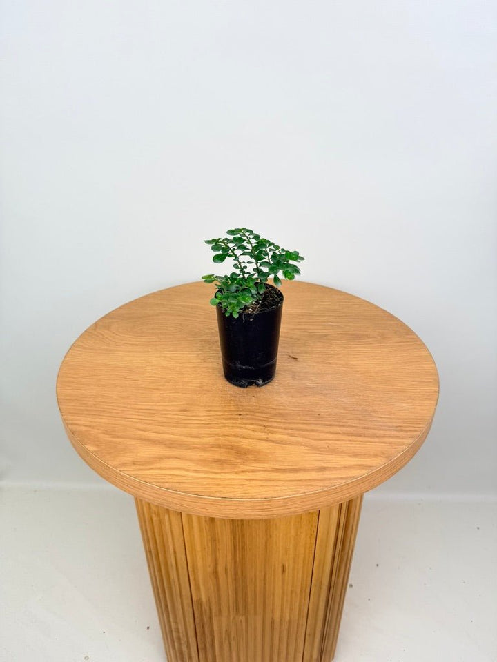 Pilea Emerald Isle | Uprooted